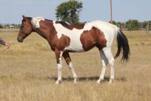 Pay N Possumjet - Racebred Paint stallion for sale