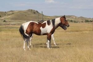 Paint stallion prospect - race and barrel horse breeding