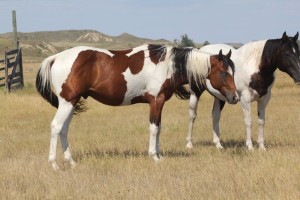 Racebred Paint stallion prospect for sale