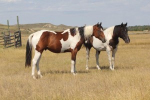 3 Year old APHA Barrel and Stallion Prospect for Sale