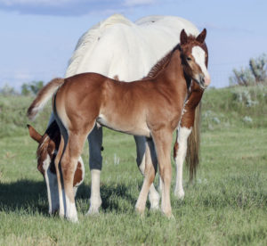 Flashy filly for sale