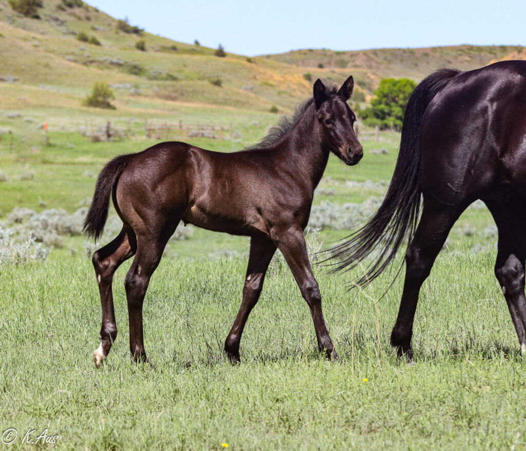 Athletic solid Paint bred colt