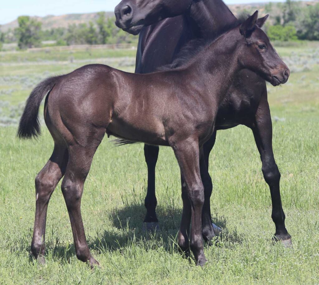 Black APHA solid colt - barrel and rope horse prospects