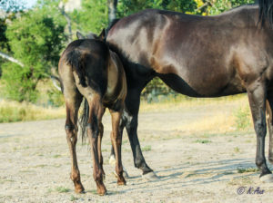 Look at the hocks on this cow-run cross barrel racing prospect