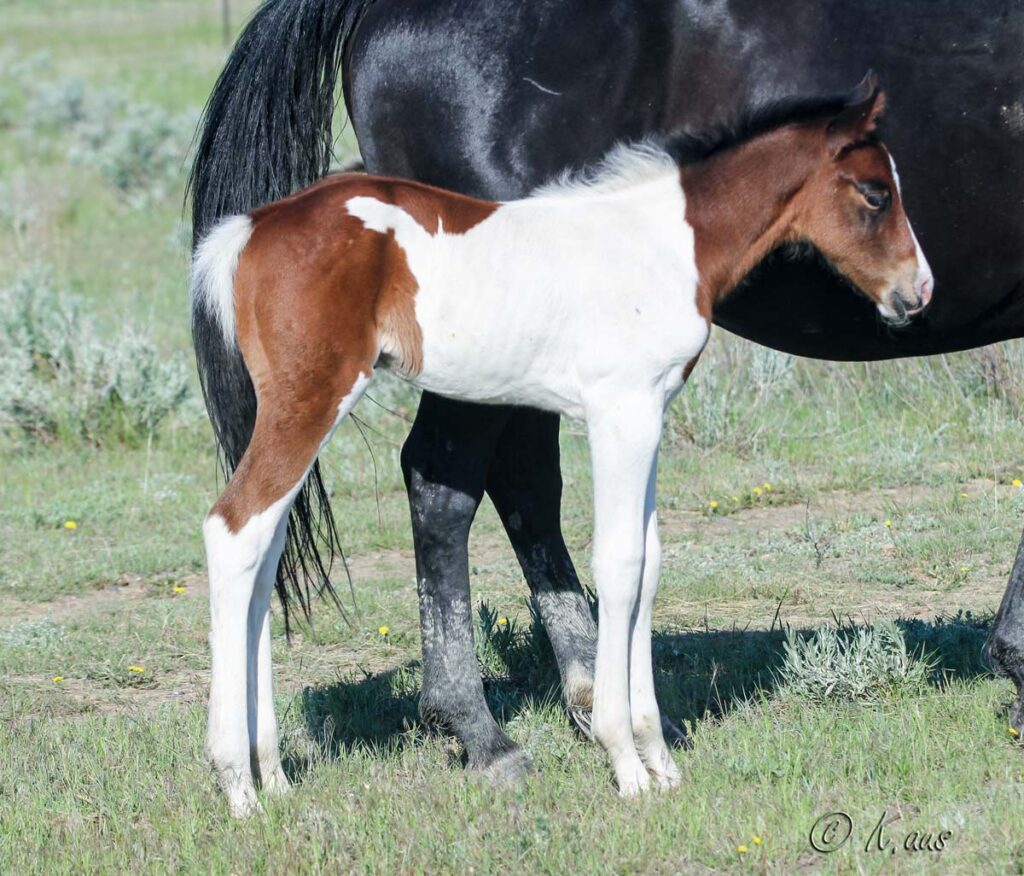 Paint Barrel Horse Prospect For Sale Aus Ranch Performance Horses