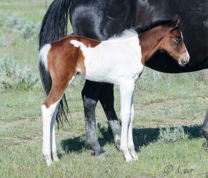 Barrel racing prospect by 1D sire My Indian Money