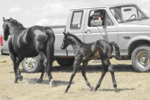 Cow-run cross barrel racing prospect for sale.