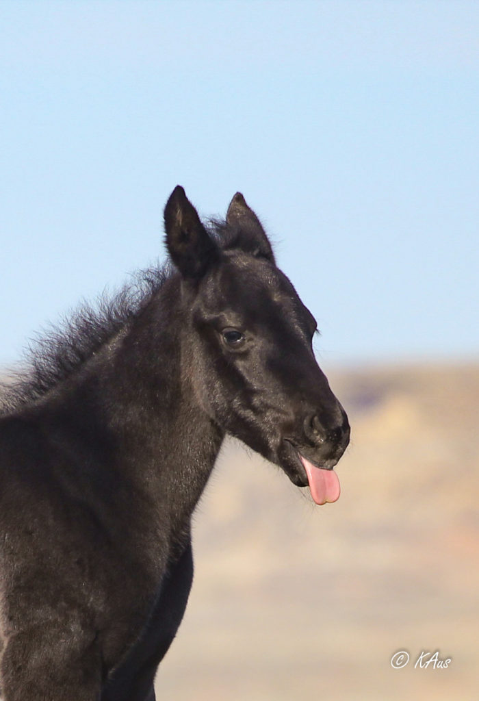 Black filly sticking out her tongue