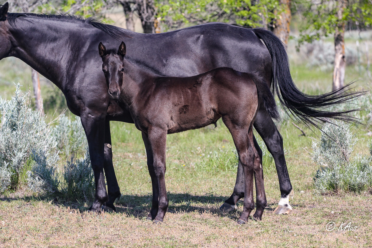Gorgeous black filly - rope horse or barrel horse prospect