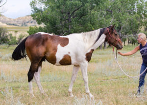 Tall Paint gelding