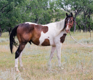 Tall tobiano gelding - two years old here