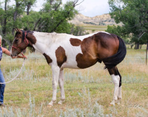Tall Paint gelding