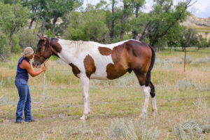 Tall tobiano gelding