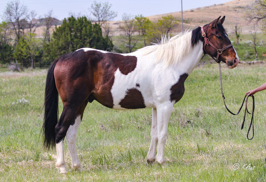 Big Time Slew - tall Paint gelding