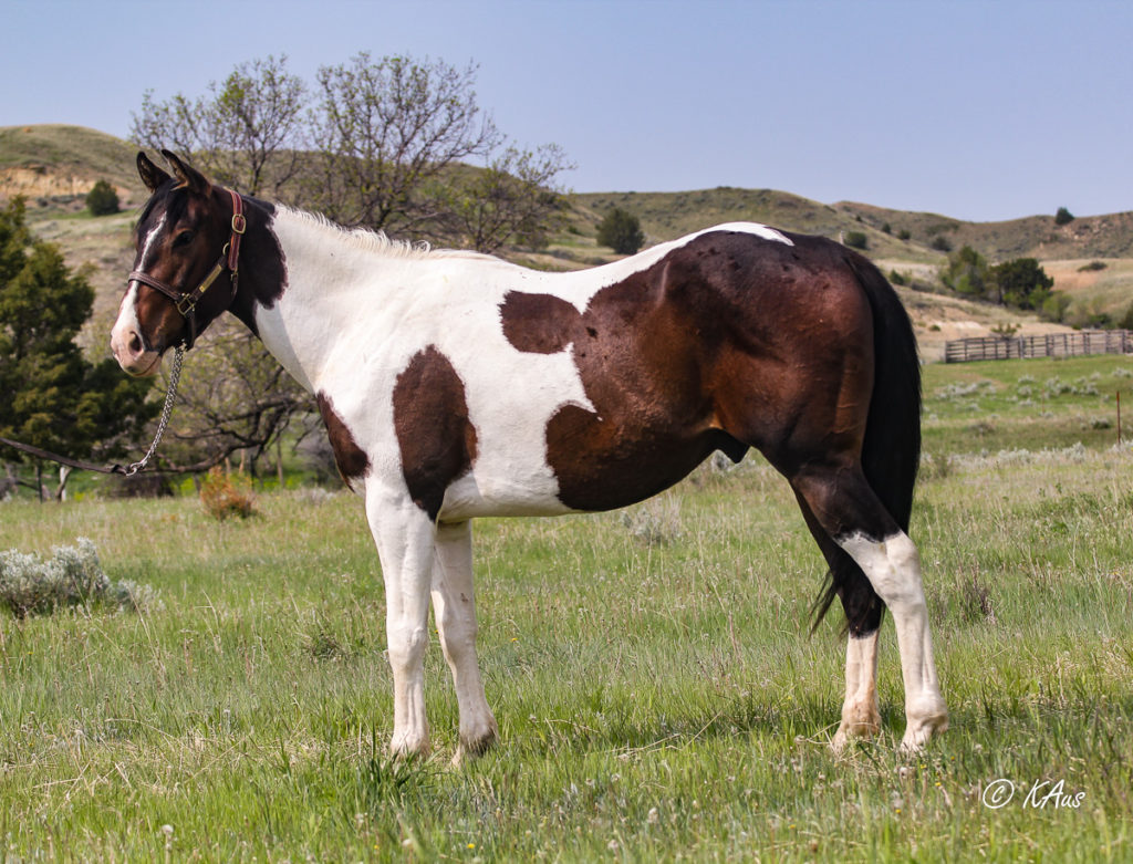 Big Time Slew - tall Paint gelding at almost three years old