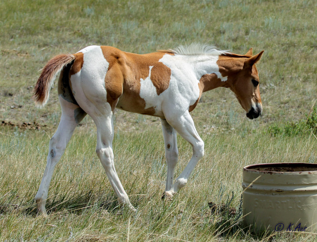 Paint barrel horse prospect