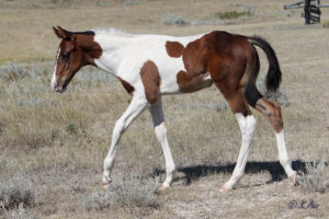Hunter/jumper cross country prospect and Seattle Slew grandson