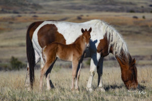 sorrel barrel racing prospect
