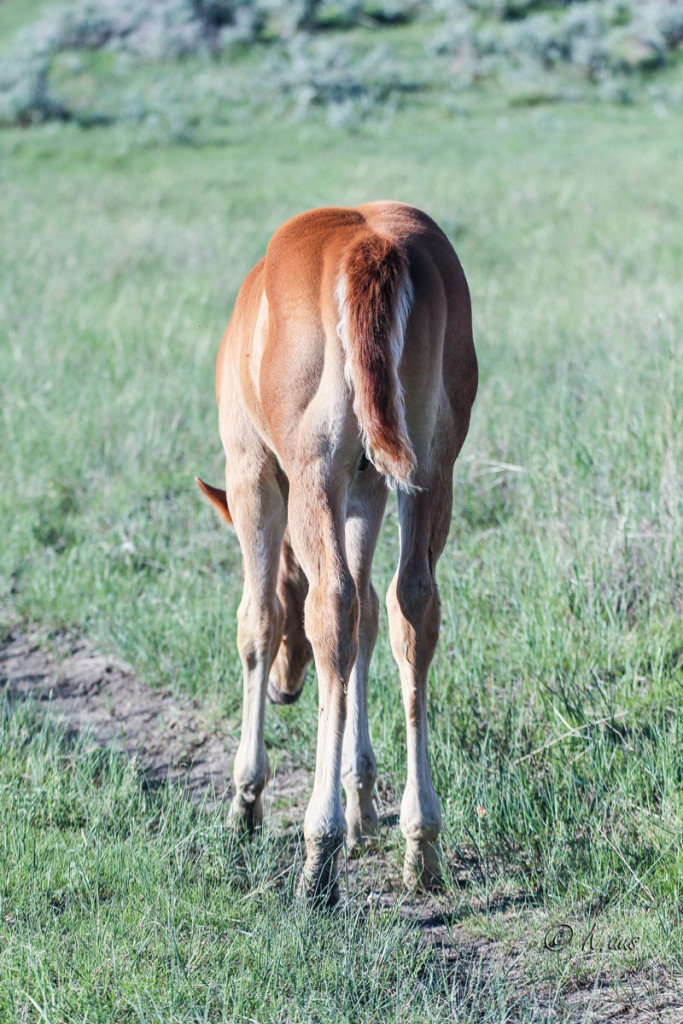 Paint barrel racing prospect for sale.