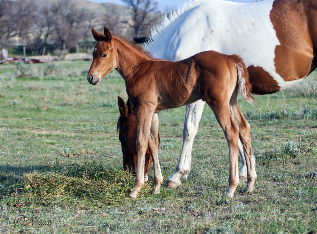 Dash For Perk and Raise Your Glass and Indians Image barrel racing prospect.