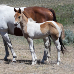 Paint barrel horse prospect for sale