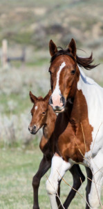 Mare and one day old foal trotting.