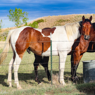 Big N Charmin - speedbred Paint gelding