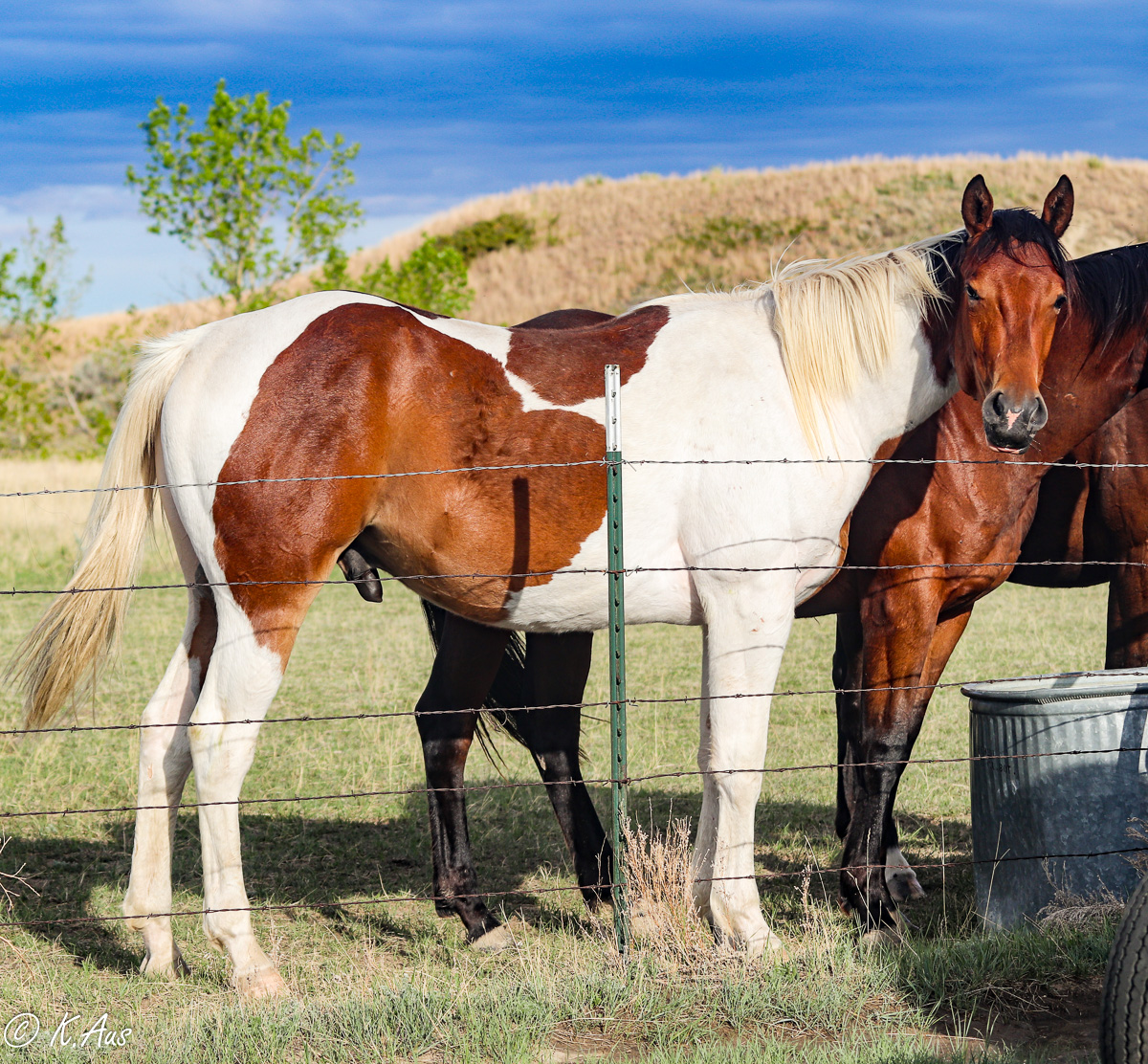 Paint Performance Prospect Aus Ranch Performance Horses