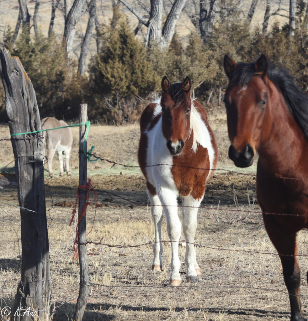Paint Gelding for Sale - Barrel or Rope Horse Prospect