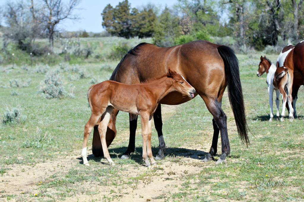 Granddaughter of Firewaterontherocks and Dash For Perks