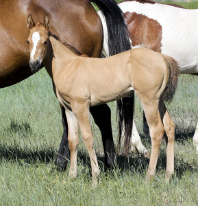 Doc Bar, Firewaterontherocks, One Slick One barrel racing prospect for sale