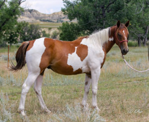 Paint barrel horse prospect as a two year old gelding