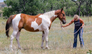 Paint barrel horse prospect as a 2 year old