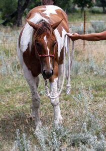 Paint barrel horse prospect's front legs