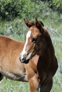 Barrel and Rope Horse Prospect for Sale Head Shot