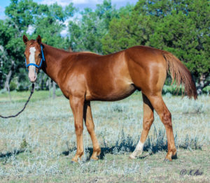 Grandson of Seattle Slew, dressage prospect for sale.