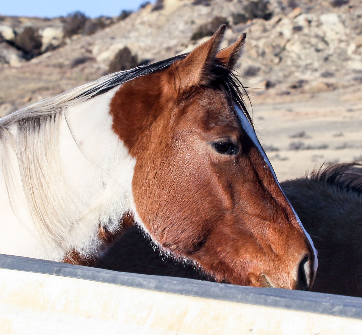 Paint filly's head shot