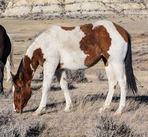 Paint filly for sale