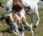 Fast, athletic barrel racing prospect. Double bred Dash For Cash.