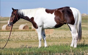 Paint barrel horse prospect