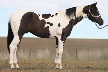 Lookin Treasured - Homozygous Paint Stallion in Australia!