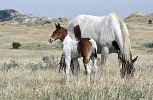 Barrel Horse or Rope Horse Prospect for Sale - Doc Bar, Indians Image, Western Native