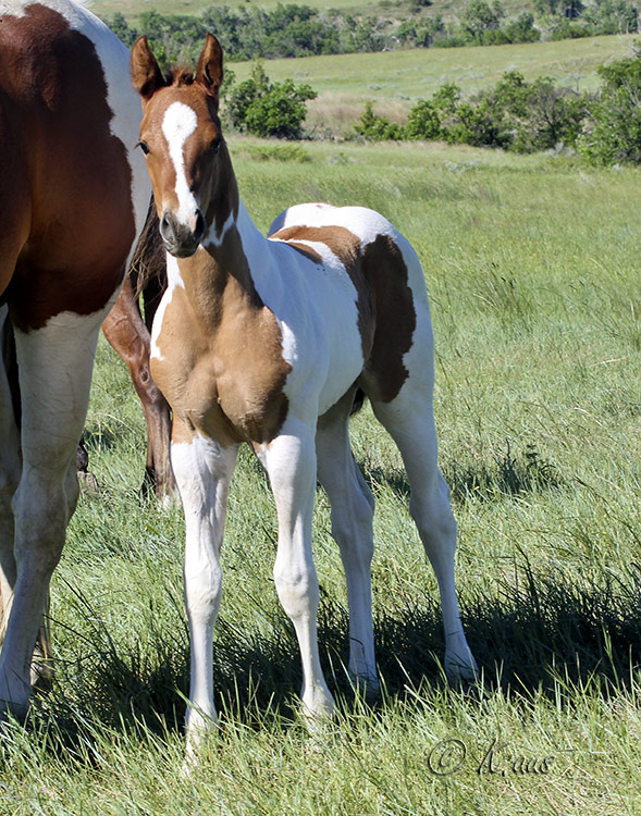 Paint filly foal for sale