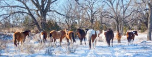 Paint and Quarter Horse broodmares in their winter pasture.
