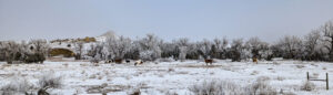 Frosty winter morning in the Montana badlands with horses grazing