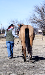 Walking view of cow horse prospect for sale.