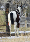 Paint stallion prospect and barrel prospect for sale.
