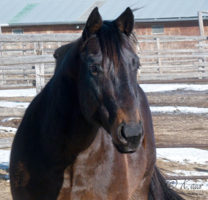 Own son of Dash For Perks and the great barrel racing mare Charmin Cherokee - CCs Last Warrior