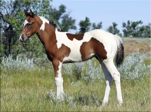 Paint barrel horse prospect for sale - Indians Image, Dash For Cash, Jet Deck