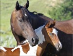Paint racehorse mare and foal